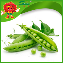 Bulk Frozen sweet green peas in shell